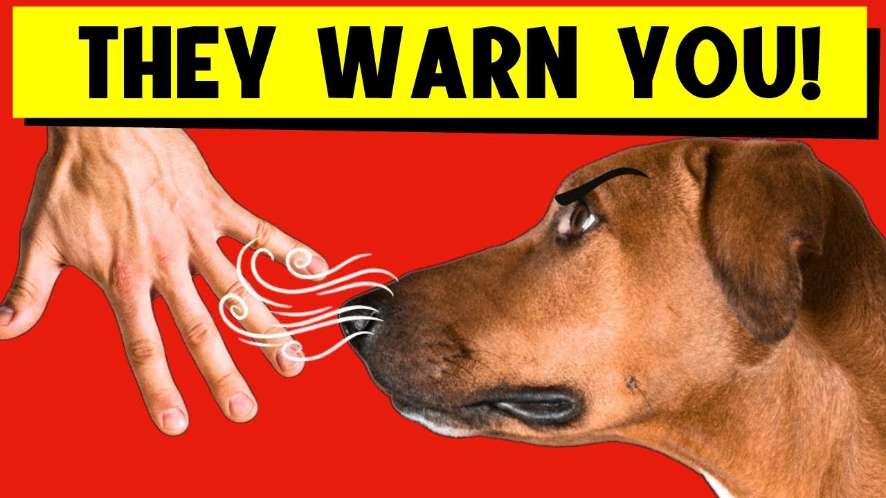 How Dogs Can Recognize a BAD PERSON (+ INCREDIBLE Dog Abilities)