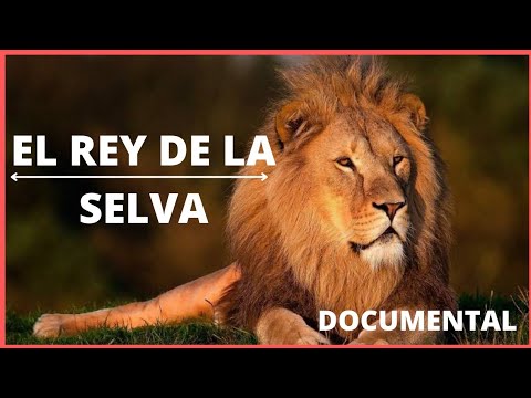 DOCUMENTAL : EL LEÓN , EL REY DE LA SELVA , ÁFRICA SALVAJE ,DOCUMENTAL EN ESPAÑOL