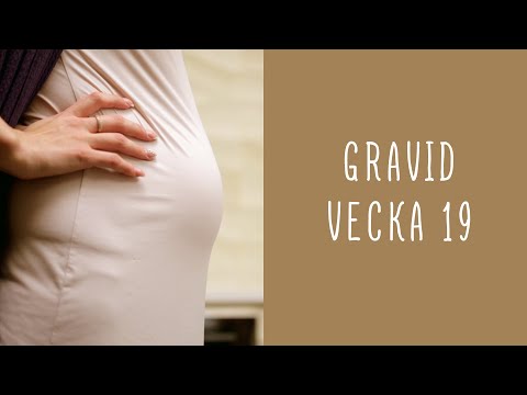 Gravid vecka 19