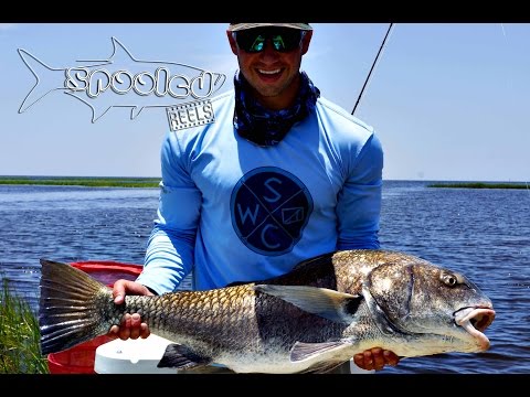 Black Drum on Fly (Face Down, Ass Up)