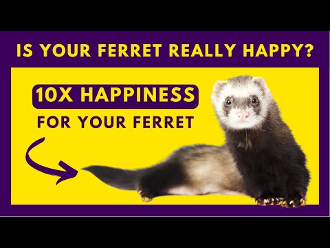 10 Tips to Keep Your Ferret Happy and Healthy