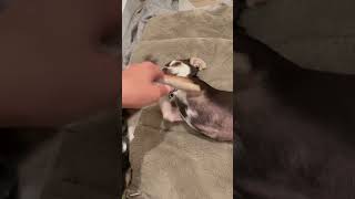 Video preview image #1 Chihuahua Puppy For Sale in Chandler, AZ, USA