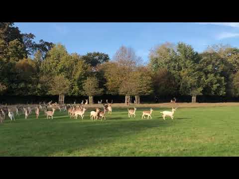 Fenton Part 2 - Dog chases deer in Richmond Park, London