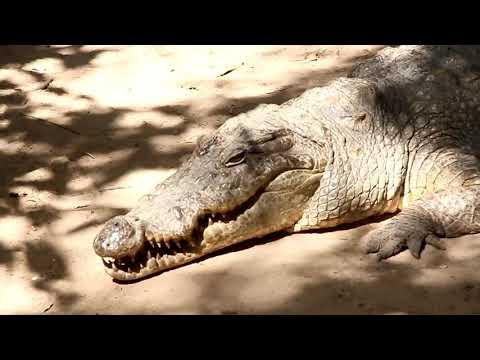 il coccodrillo come fa?