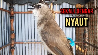 Download lagu trucukan gacor TARUNG ROPEL PANJANG pancingan trucukan agar bunyi jadikan burung trucuk gacor EMOSI mp3