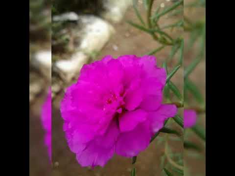 de alot tresna bekelang mati