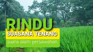 Download lagu PADUAN SUARA KATAK SUASANA DESA RELAKSASI | relaxation frog sounds on village mp3