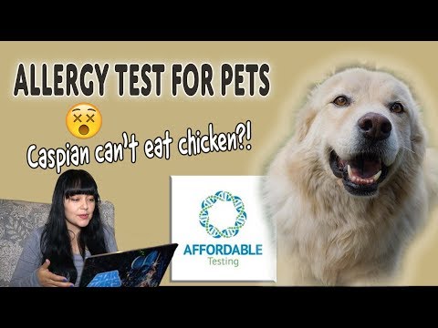 Pet Intolerance Test - Affordable Pet Test Video