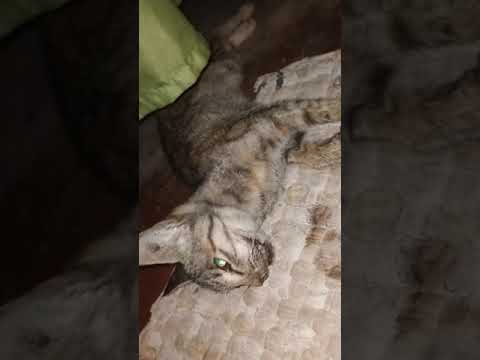 My Cat died from FIV (Feline Immunodeficiency Virus) 😭 HER EYES GONE DILATED!!!