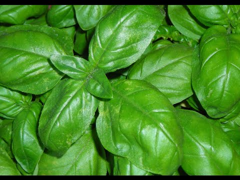 Basilikum pflanzen umtopfen und pikieren - Balkongarten Tipps
