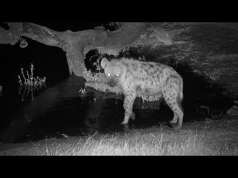 Djuma: Lone Hyena gets quick drink - 22:57 - 06/12/19