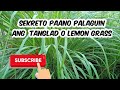 Sekreto Paano Palaguin ang Tanglad o Lemon Grass