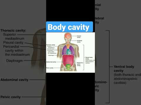 body cavity/ space ✍️,🧠💪💊🩺🦴✍️