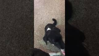 Video preview image #1 Border Collie-Unknown Mix Puppy For Sale in Highland, IL, USA