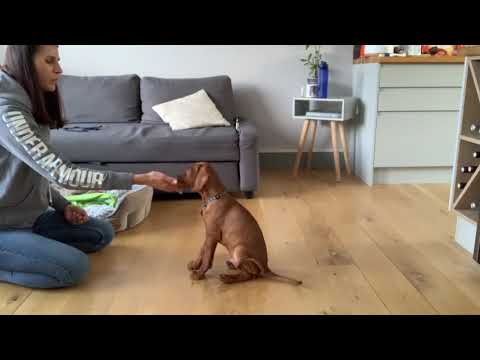 Training session with a eleven week old Vizsla puppy