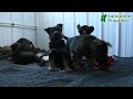 German Shepherd dogs for sale: Alice - Video 1