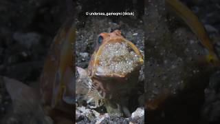 Why is This Fish EATING Its Own Babies?!