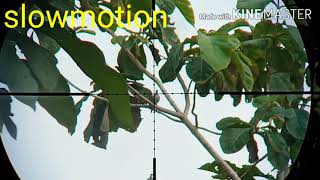 Download lagu Terjebak hujan di dalam hutan jati mp3