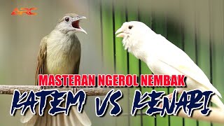 Download lagu MASTERAN KAPAS TEMBAK VS KENARI SPESIAL MATERI NGEROL TEMBAK mp3