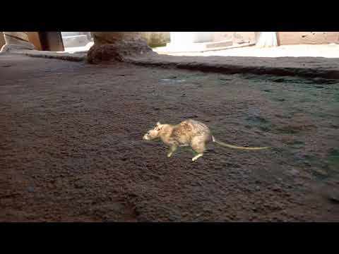 guncha musha//Sambalpuri short video