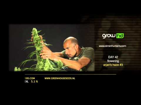 Arjan's Haze #3 - Green House Grow Sessions