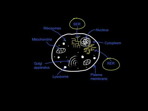 A2.2.6 Eukaryotic Cell Structure