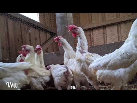 10 gerettete Hühner ziehen bei uns ein