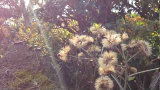 大橋トリオ tribute.「I Could Be」