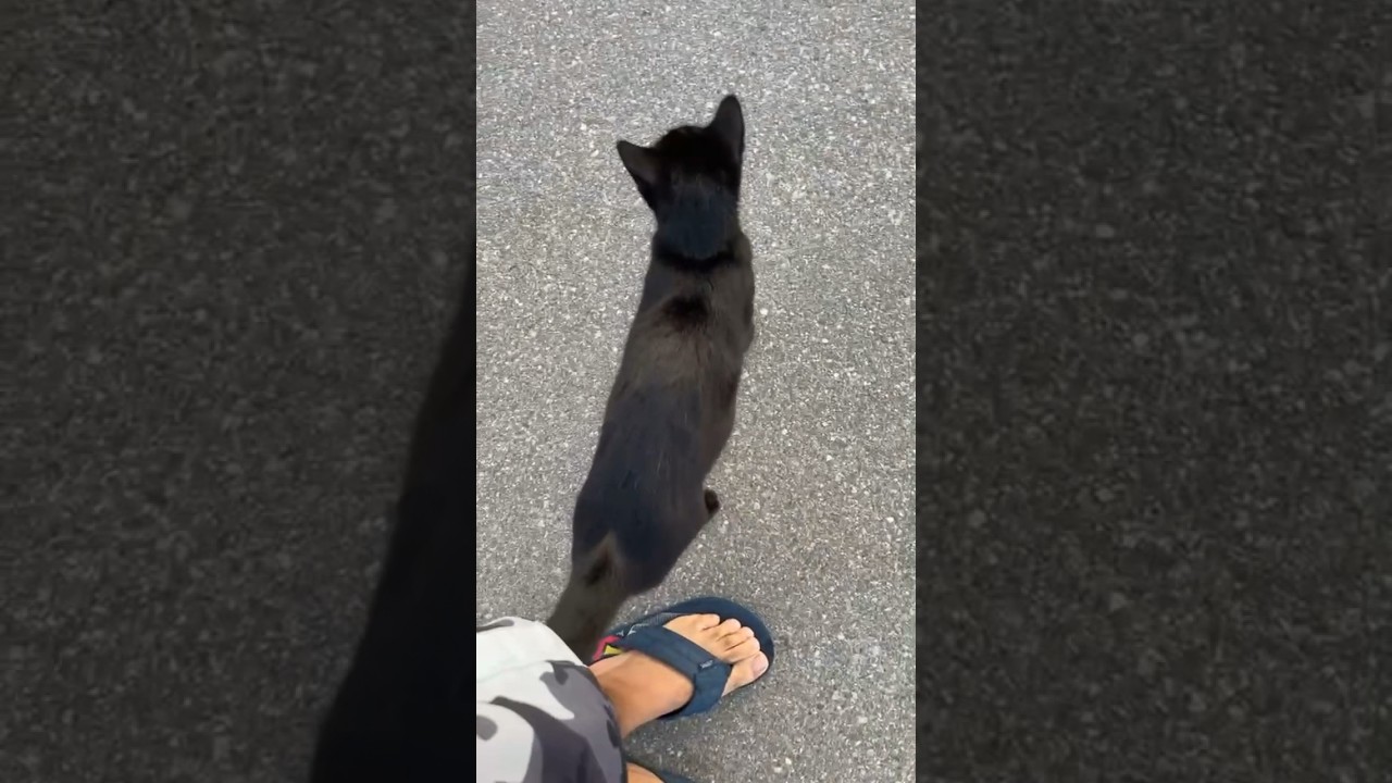 Lost cat found me! #blackcat #shorts