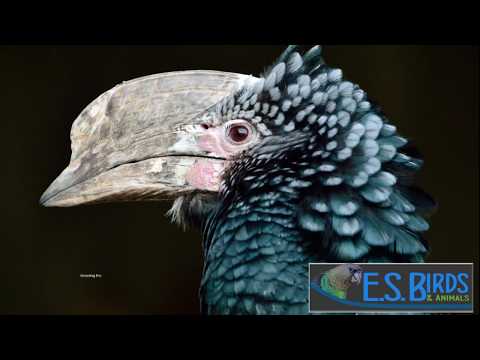 Breeding the Silvery-cheeked Hornbill