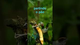Hino 412 ccb | Senhor recordamos aqui | #joaootaviorufino #hinosccb