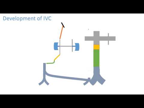 Inferior vena cava development