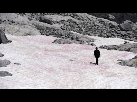 Alpine glacier in northern Italy turns pink