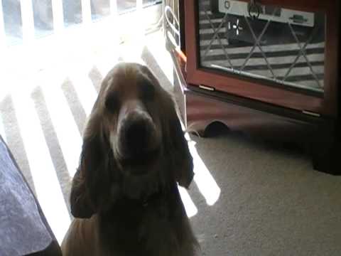 Bobby Joe Howling Cocker Spaniel