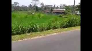 preview picture of video 'Petak village-East Gianyar-Bali'