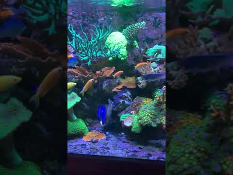 180g mixed reef tank