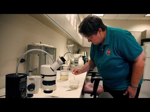 Brazilian scientists reveal Aedes aegypti mosquito as vector for Zika virus