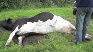 Cow goes down with milk fever