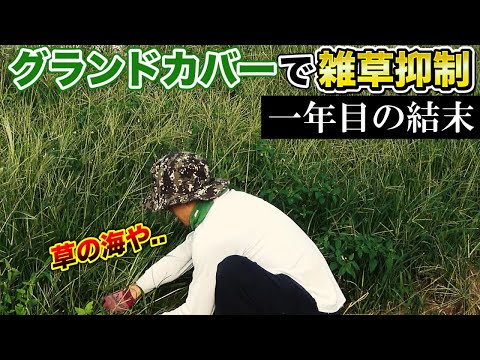 あなたの家に採用すべきメンテナンスフリーの永続的なグランドカバーはどれですか?あなたにおすすめのトップ 3!  庭園