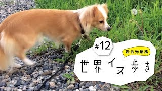岩合光昭風の世界イヌ歩き＃12 おもしろかわいいMy dog days14　〜犬との日々〜 動画　岩合光昭の世界ネコ歩き オマージュ ゆるキャン△ 犬 dog