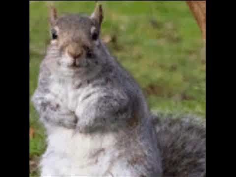 Squirrel Stapler Soundtrack - God is coming/God is here