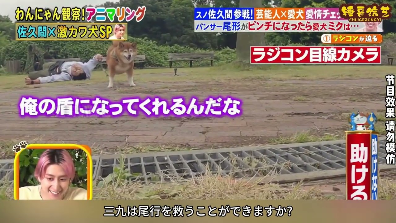 飼い主が突然倒れた！犬の反応が予想外