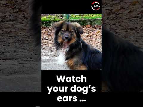 Play This &amp; Watch Your Dog’s Ears #shorts