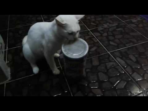 Smart cat opening tin of cat food