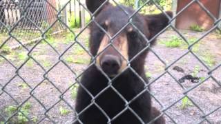 preview picture of video 'Black bear cub at NYS Zoo at Thompson Park - Watertown Daily Times'