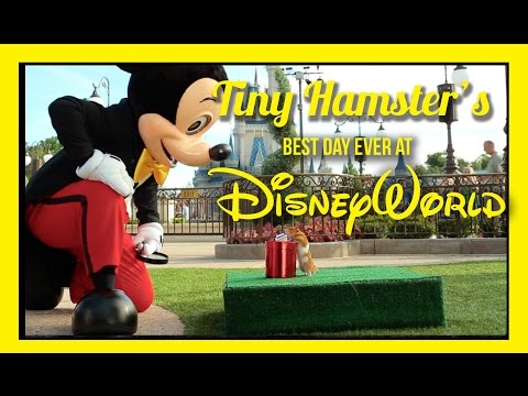 Walt Disney World - Customer Success Story