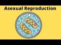 Asexual Reproduction Fission Budding Fragmentation Spores