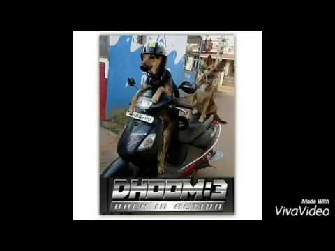 Closer Chainsmokers (Pet's version)