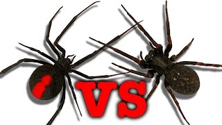 Redback Spider Vs Black House Spider Touch Taste Kill
