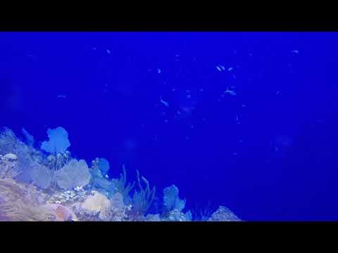 Abundant Sea Life On Bloody Bay Wall